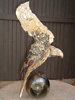 L'aigle